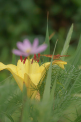 ユリとチョウチョとコスモスと