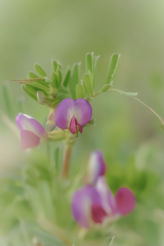 野辺の花