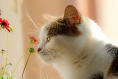 あの日。恋しちゃったんだ♪