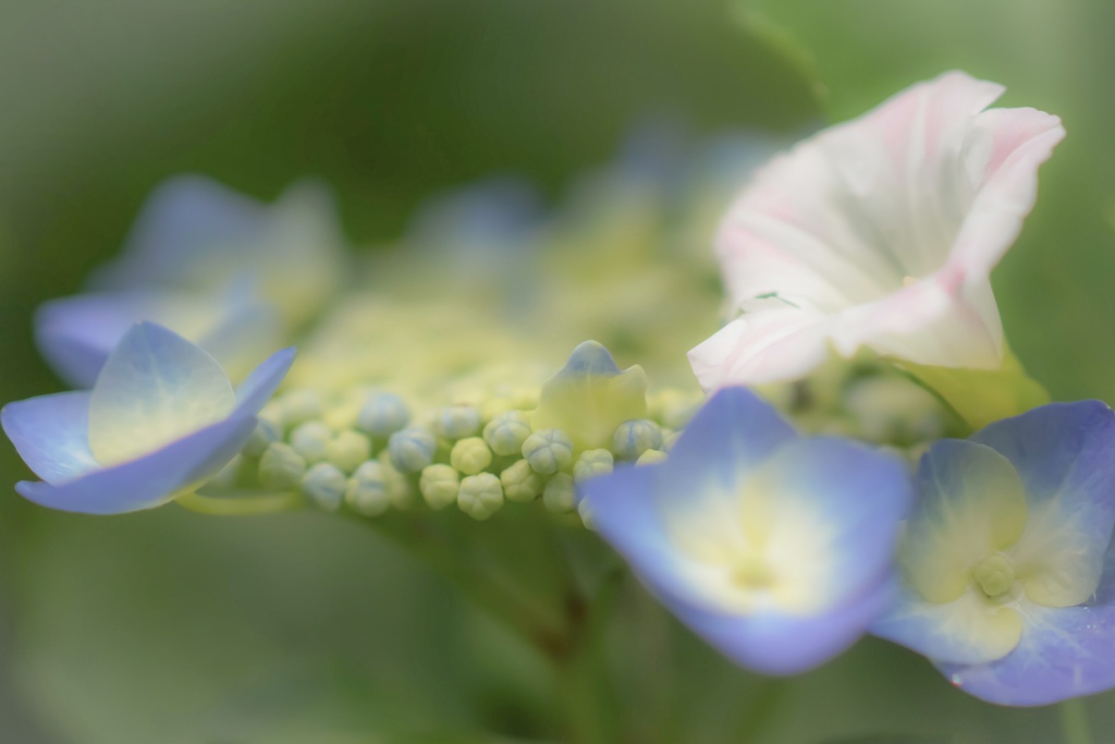 花冠＊花飾り