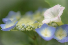 花冠＊花飾り