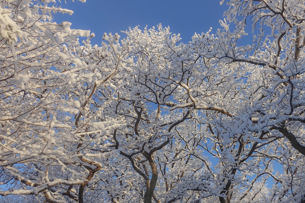 雪の降った朝♡