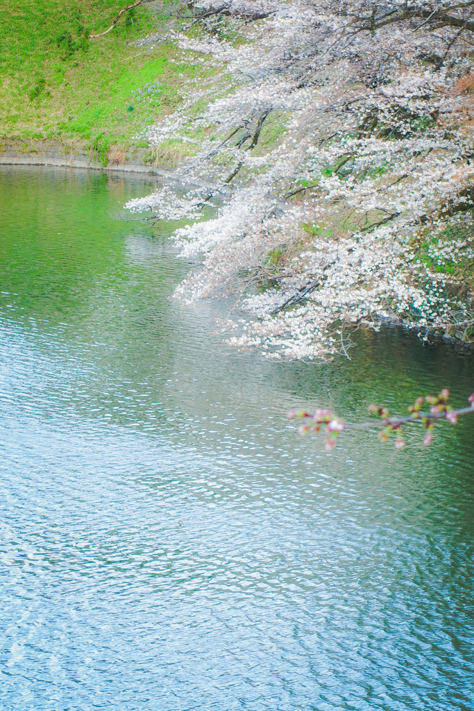 お堀の桜