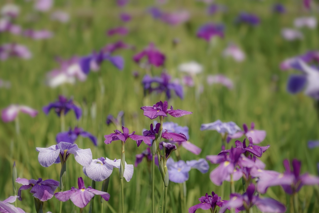 しょうぶがきれいだった( ◠‿◠ )