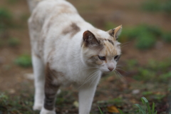 野良ちゃん　こっちに来る