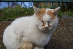 がんこねこ