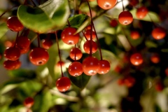 夜のあかり（赤い実）