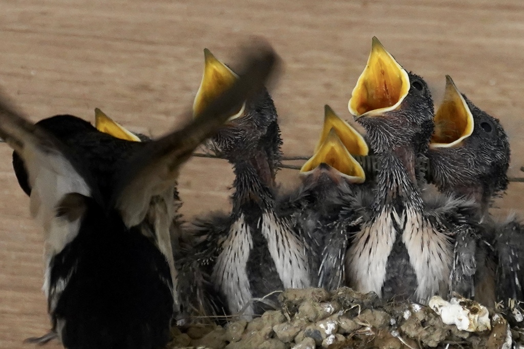 ちょーだい！ちょーだい！ちょーだい！！