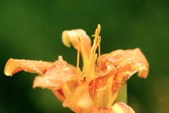わすれ草