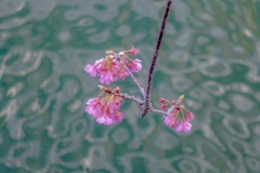 唐草模様