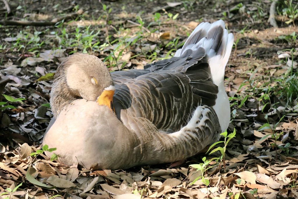 大きな鳥