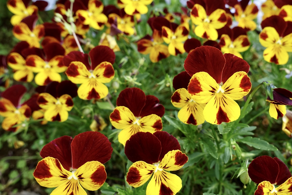 わいわい！ガヤガヤ！