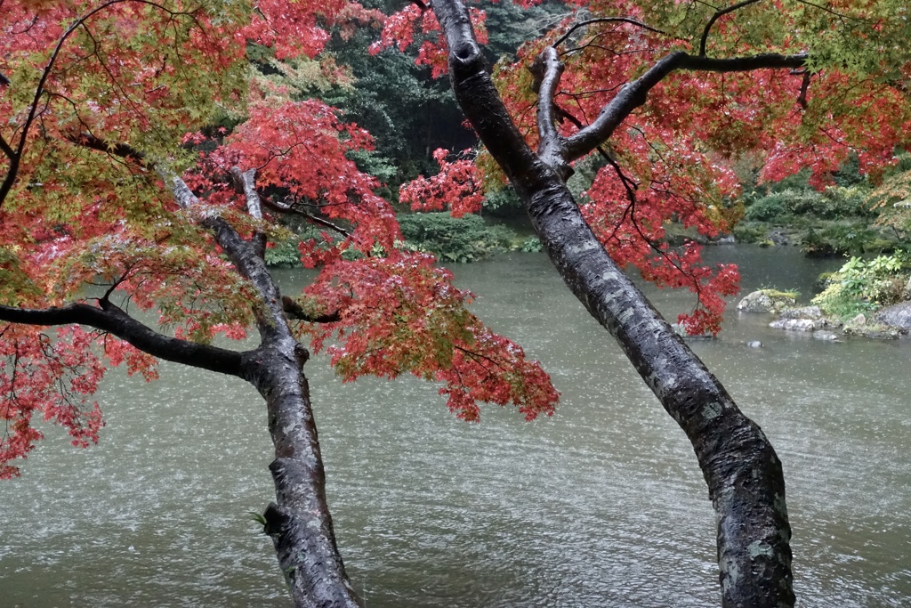 雨の日の紅葉