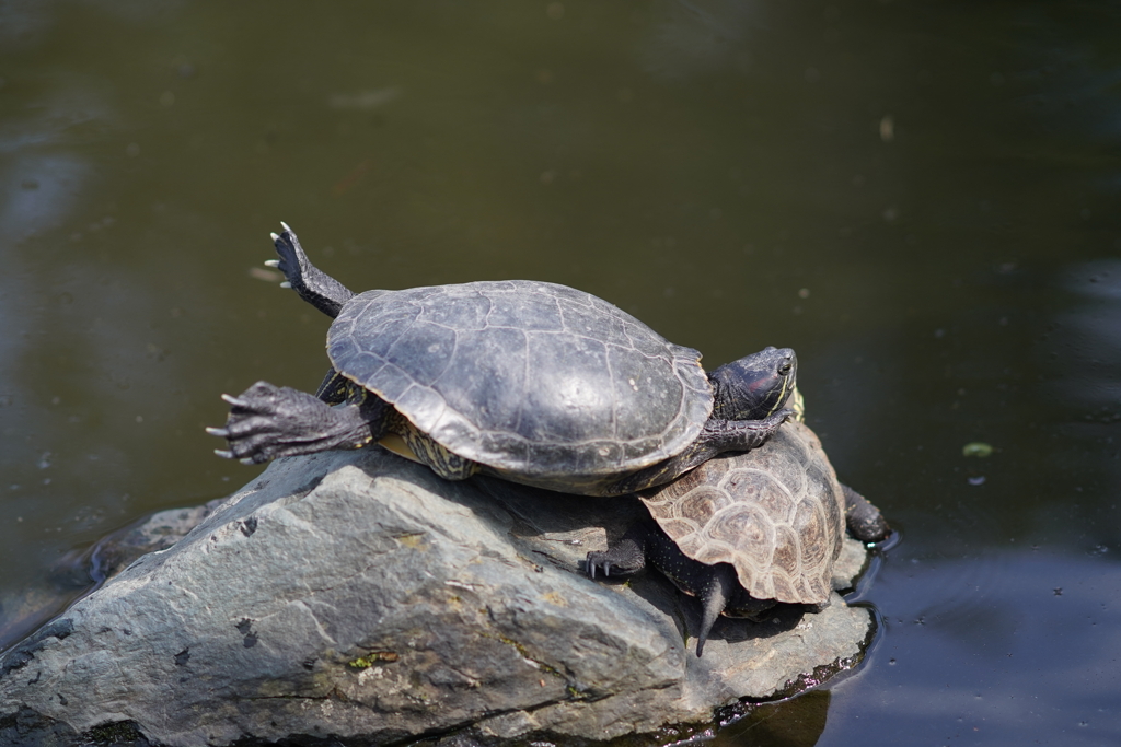 カメさんの休日