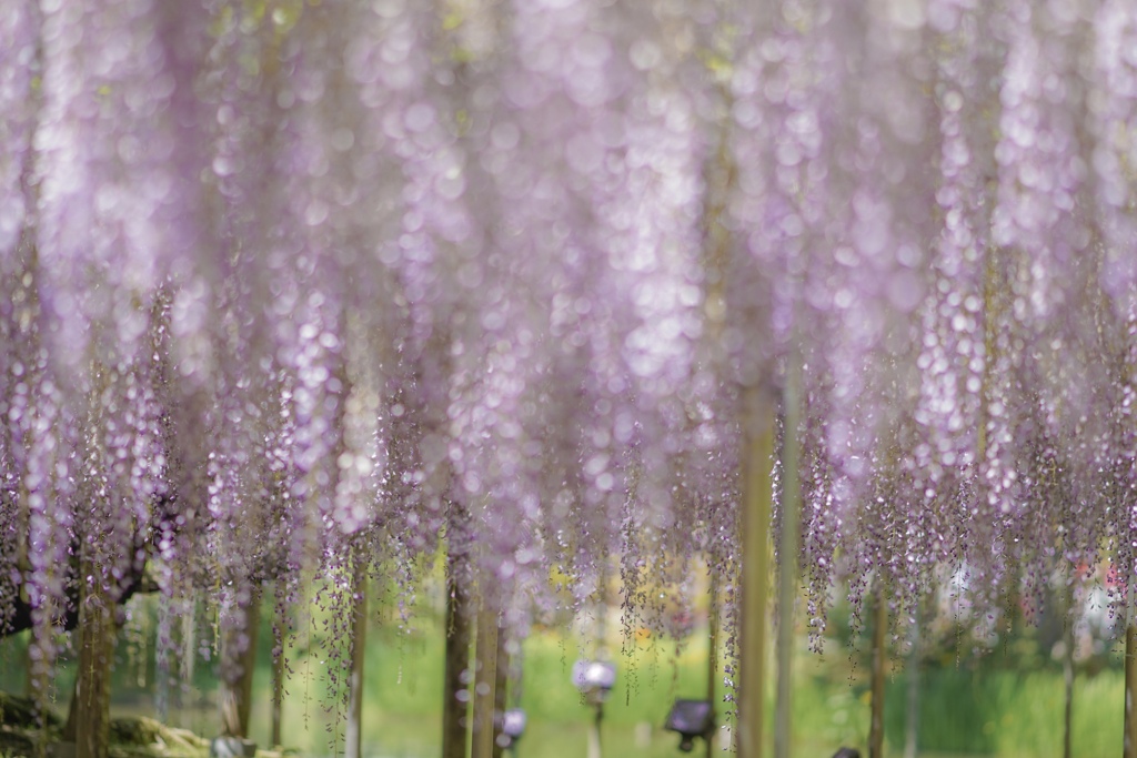 藤の花