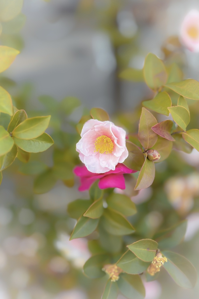 キャー！もしかしてコスしてるのー？♡