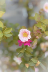 キャー！もしかしてコスしてるのー？♡