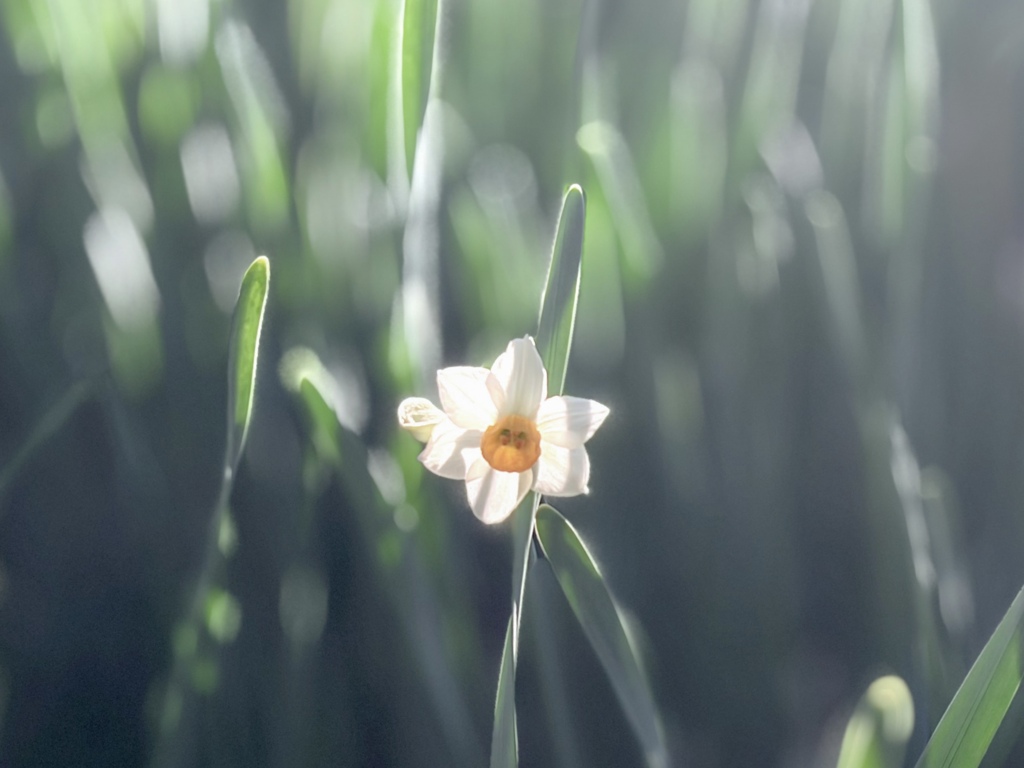 冬日向 （iPhone ）