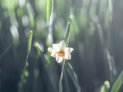 冬日向 （iPhone ）