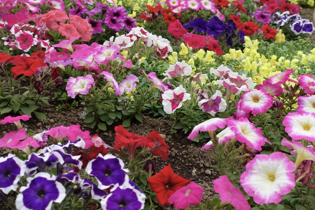 いろいろな色（╹◡╹）