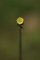 花の塔