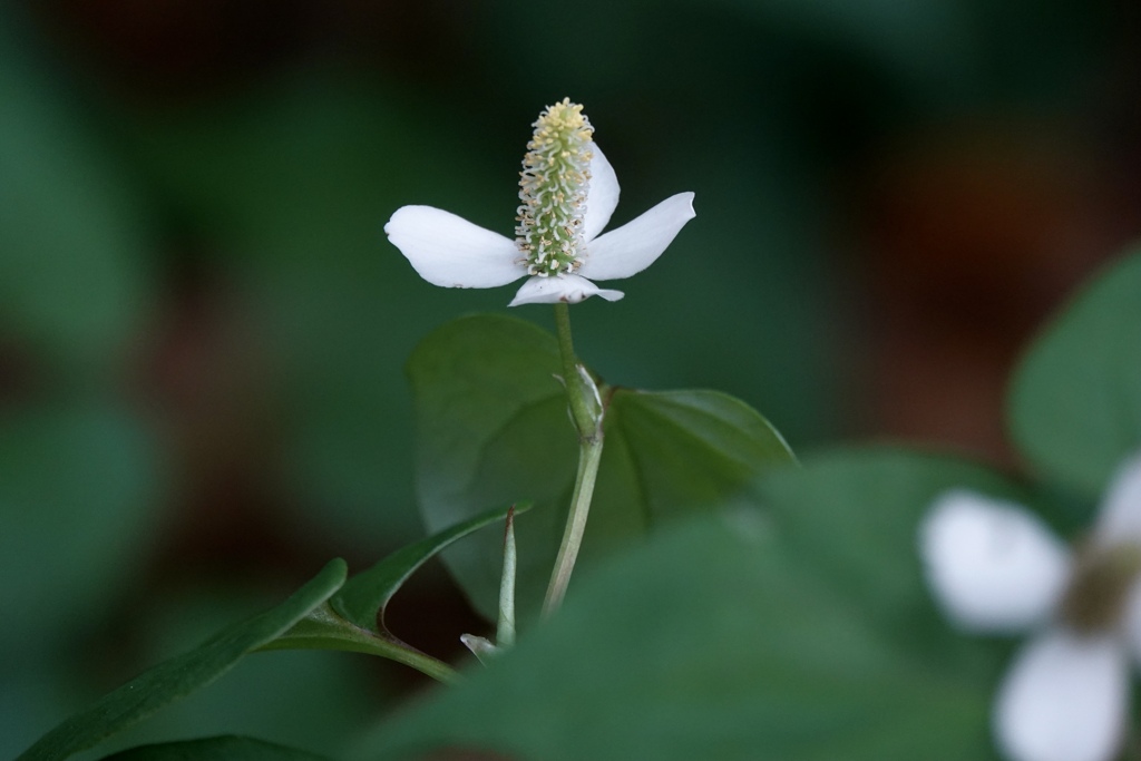 すごい、どくだみ
