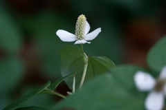 すごい、どくだみ