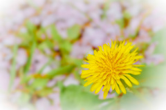 魔法のたんぽぽ