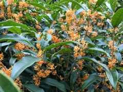 夕方の甘い香り