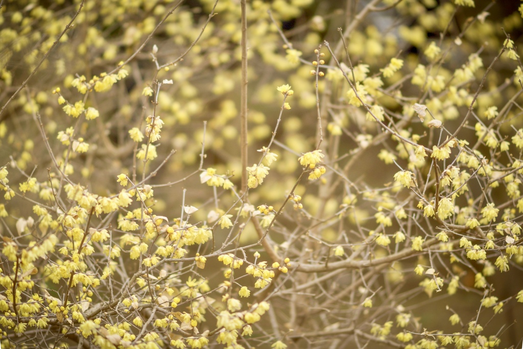 満開のにおい　クンクン(^.^)