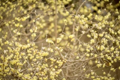 満開のにおい　クンクン(^.^)