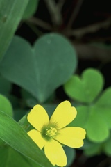 ハートの切り取り(^｡^)