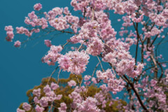 枝垂れ桜