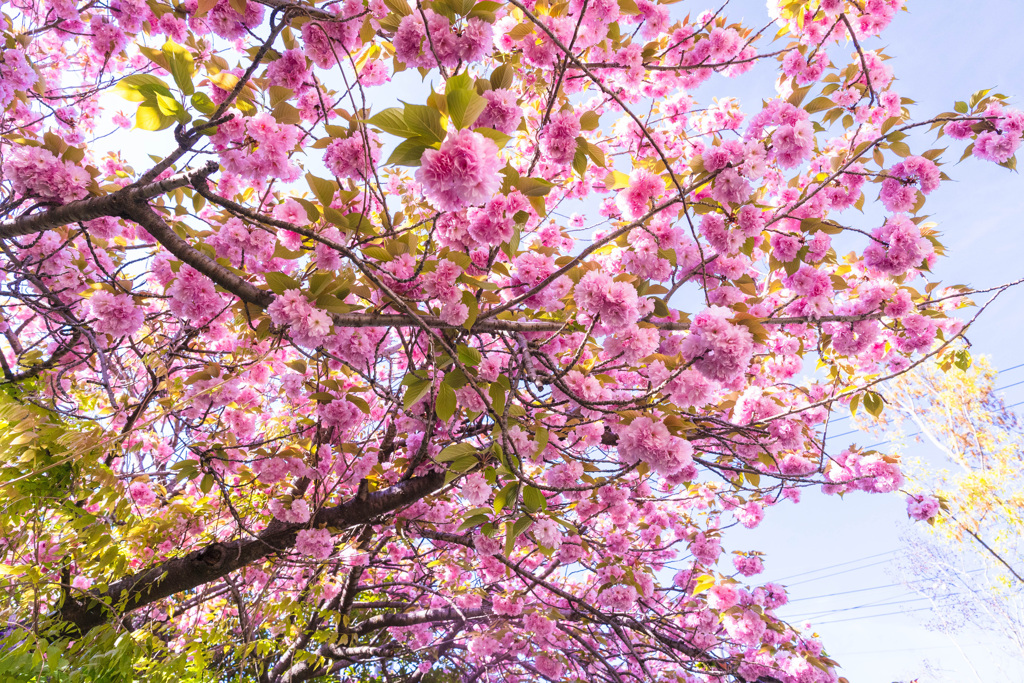 八重桜