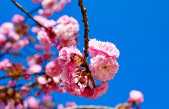 晴天の八重桜