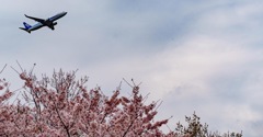 飛行機と桜