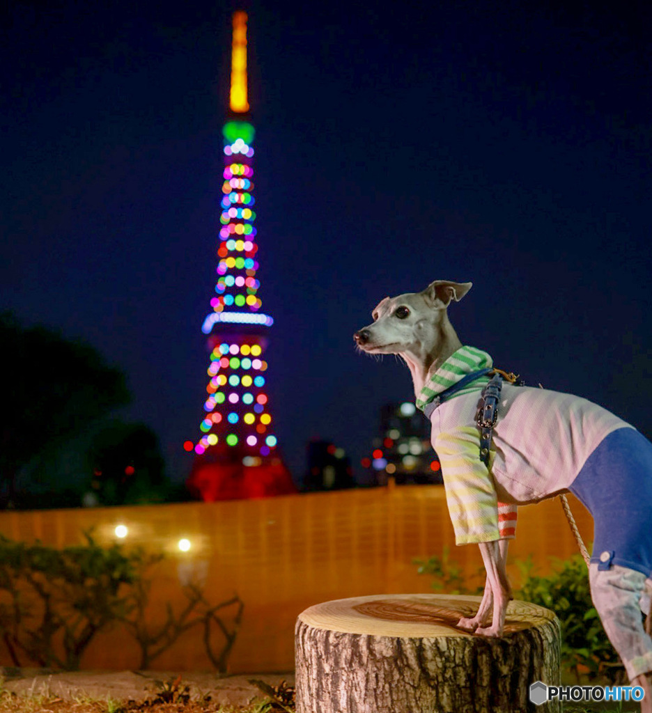 東京タワーを目ざして