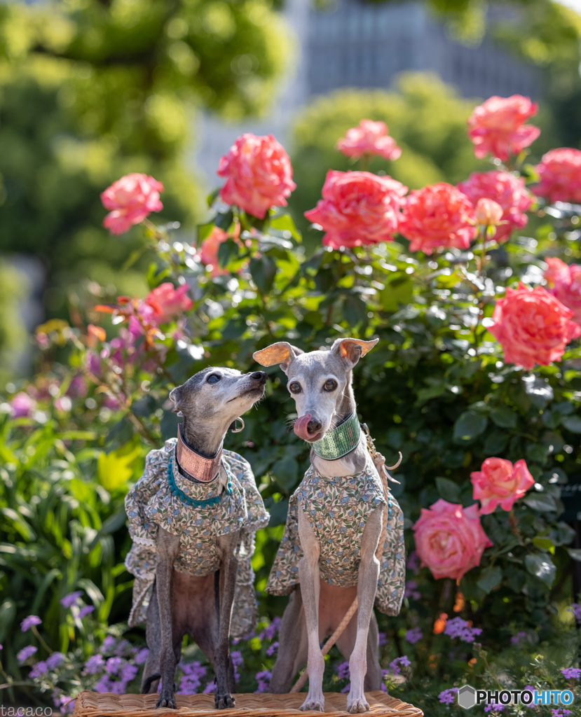 都会の薔薇