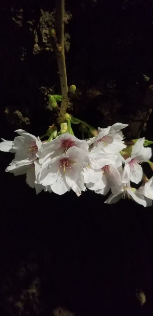 夜桜