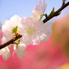快晴の花の広場1