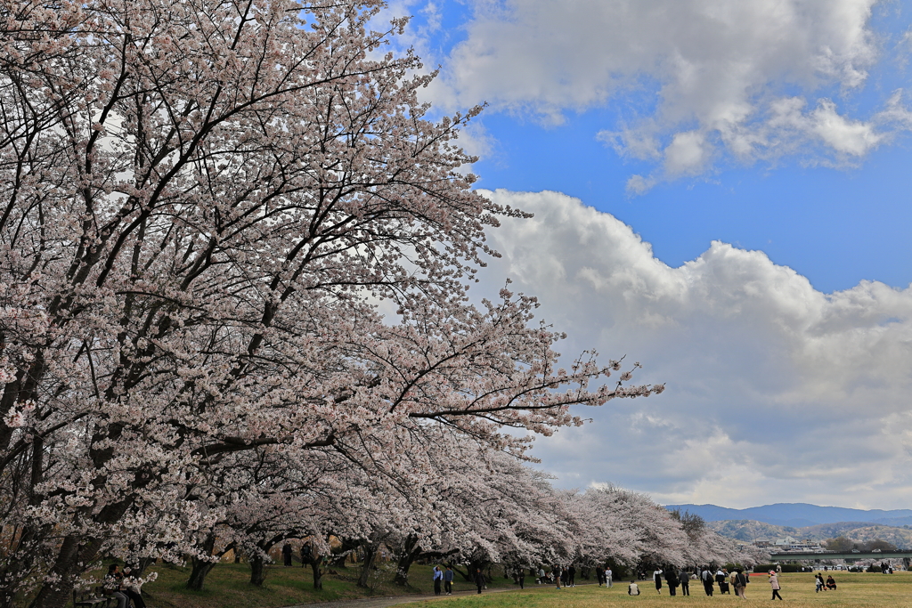 春の宮川堤