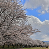 春の宮川堤