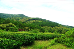 山の中の茶畑