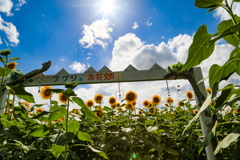 お花畑