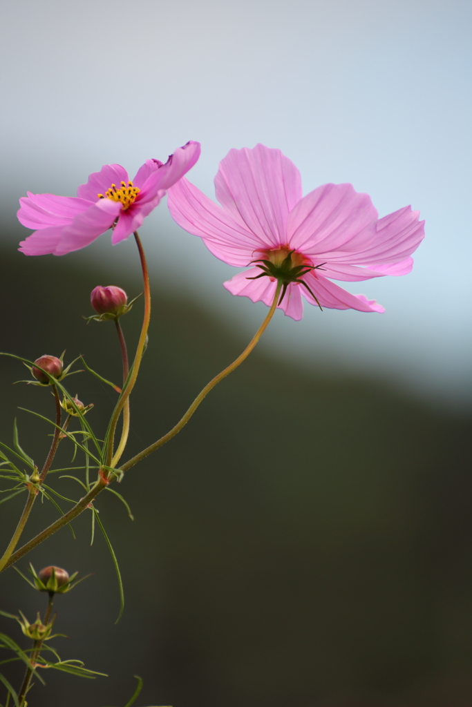 秋桜　2