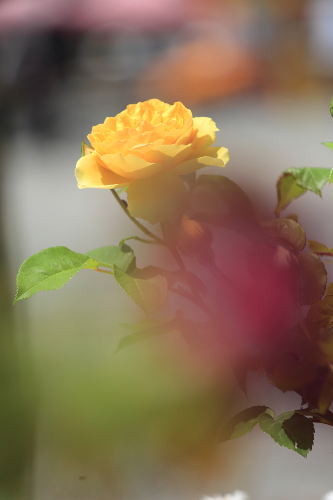 ベルファーム15