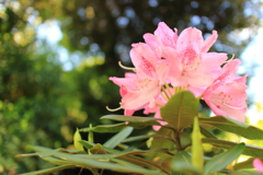 徴古館のつつじ