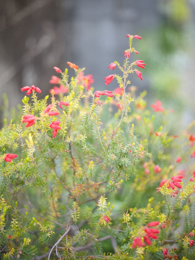 道端の雑草