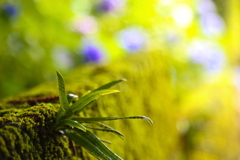 苔と紫陽花
