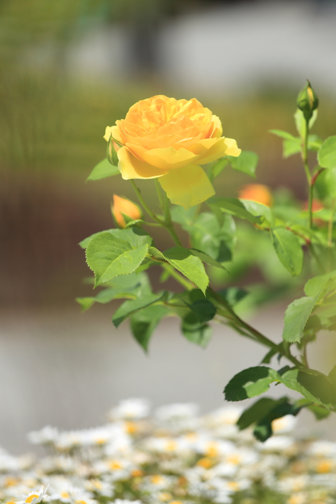 ベルファーム12